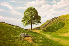 sycamore-gap
